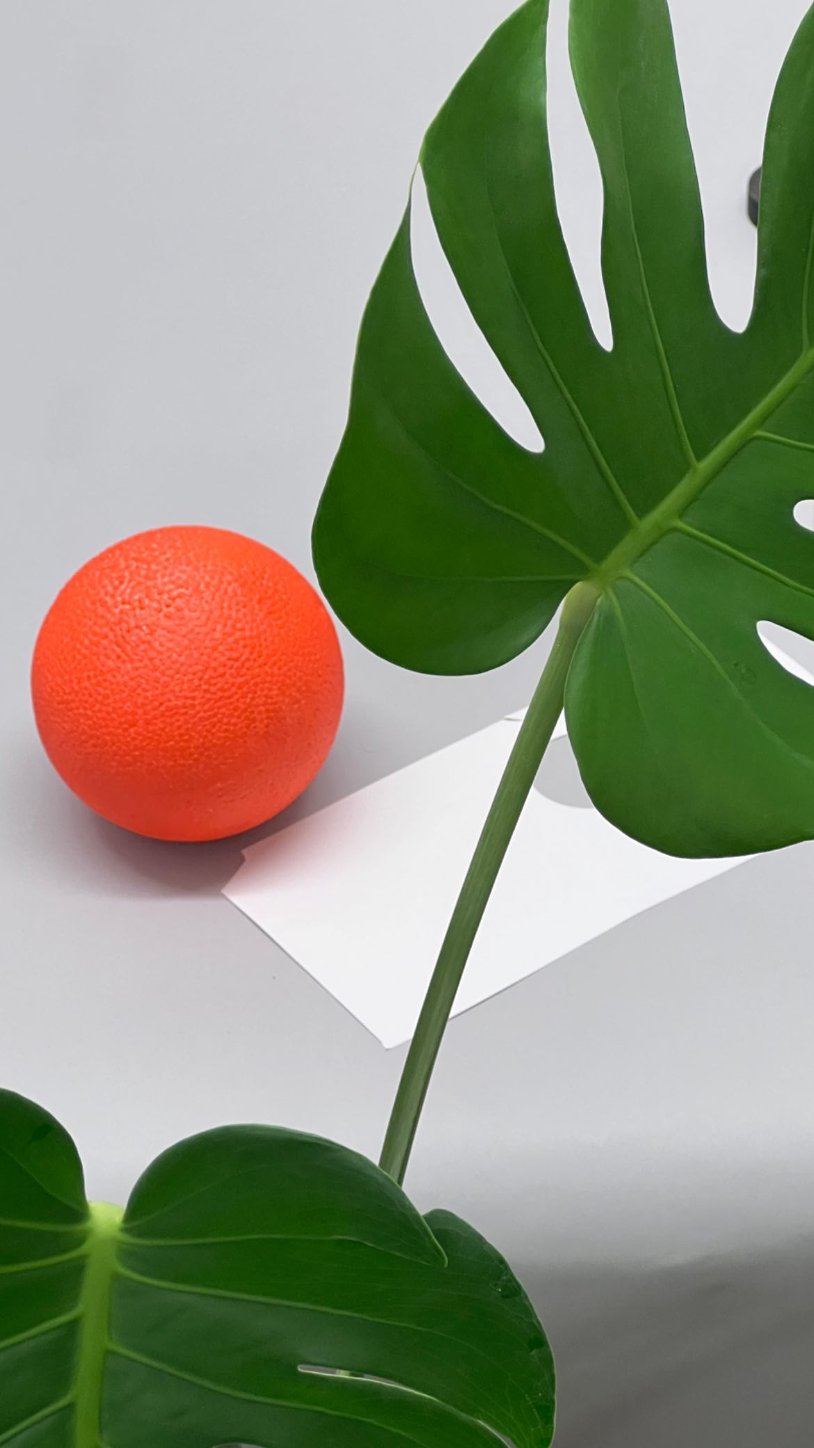 arden_studio_garden_omar_careaga_wip_5a_00006